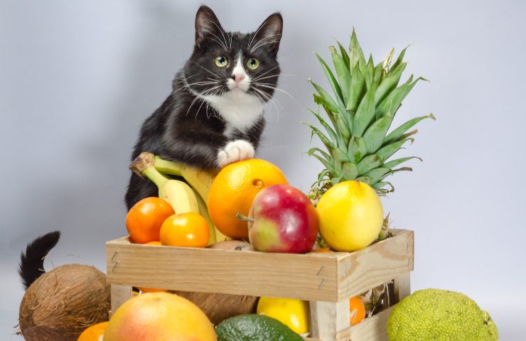 Frutta tossica per gatti