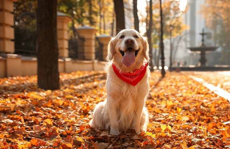 Razze di cani più popolari in Italia