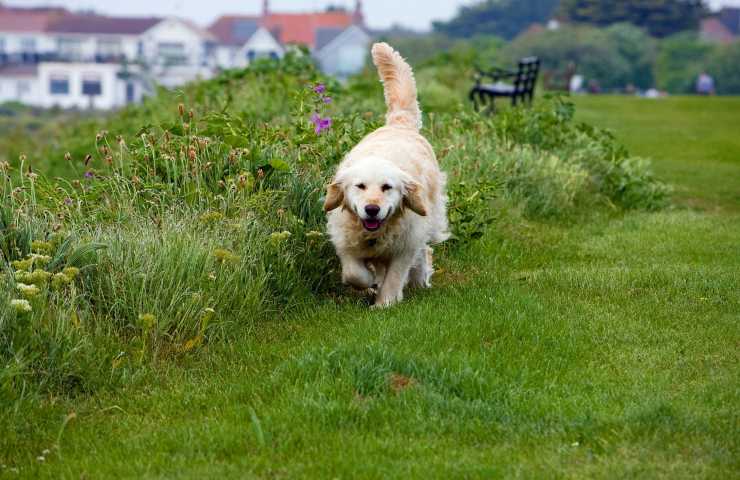 perchè ai cani piace riportare la pallina