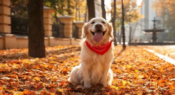 Cani: sono queste le razze più diffuse in Italia