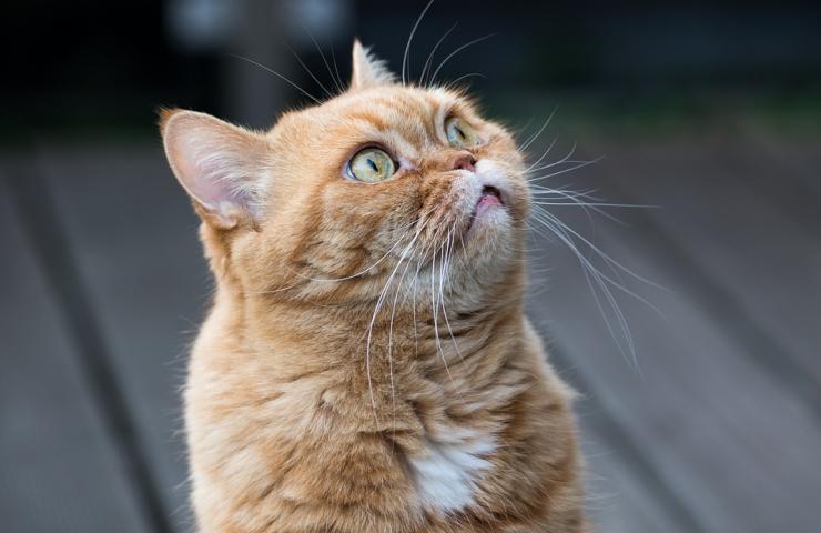 Il primo piano di un gatto