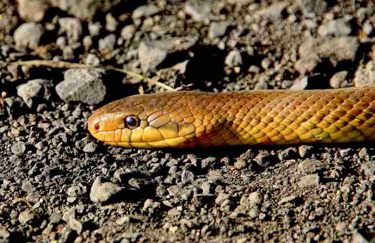 Il primo piano di un serpente