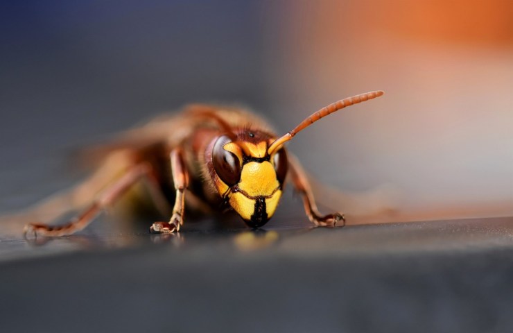 Il primo piano di una vespa