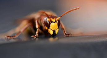 Spesso ce l’hai nel frigorifero: l’odore allontana le vespe