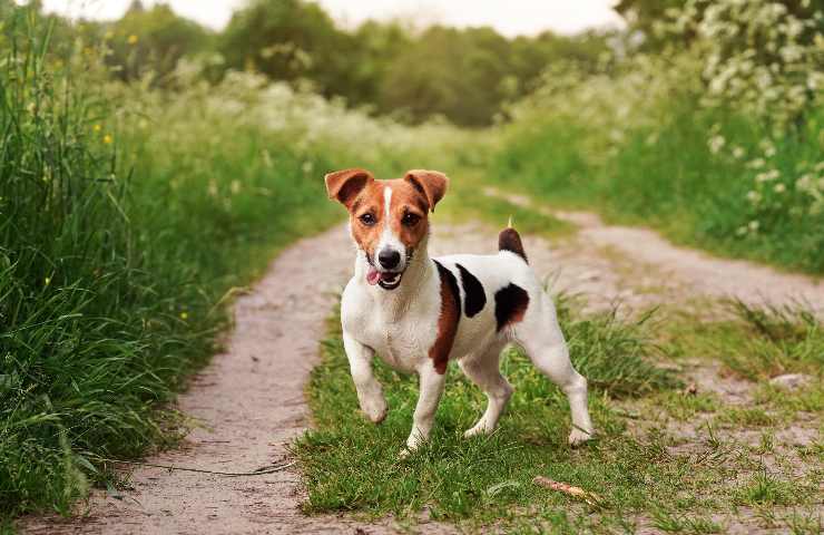 Razze di cani più popolari in Italia