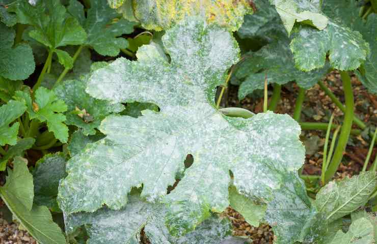 La muffa che divora le foglie di una pianta