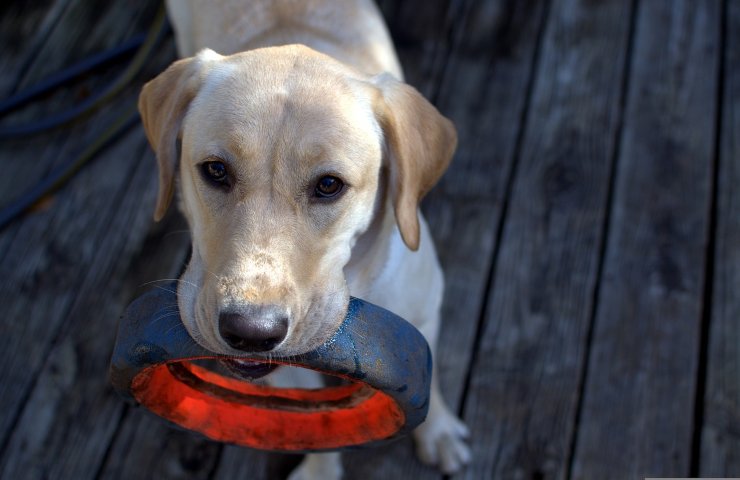 perchè ai cani piace riportare la pallina