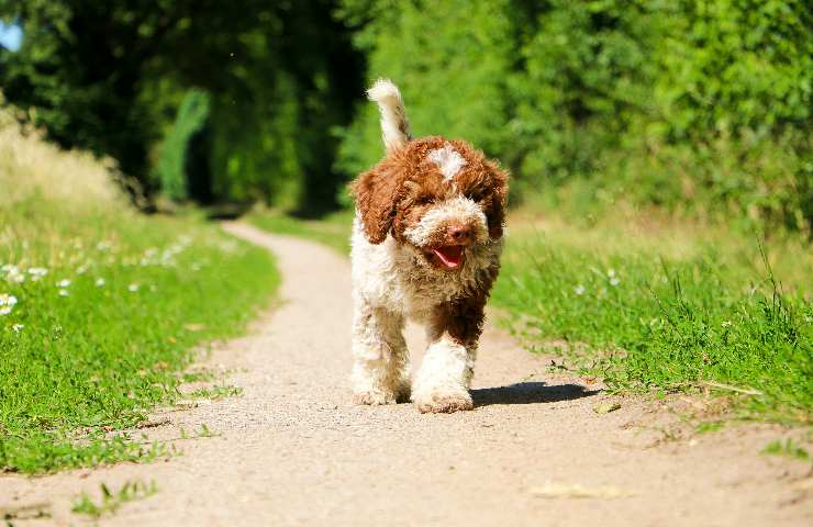 lagotto romagnolo cosa bisogna sapere