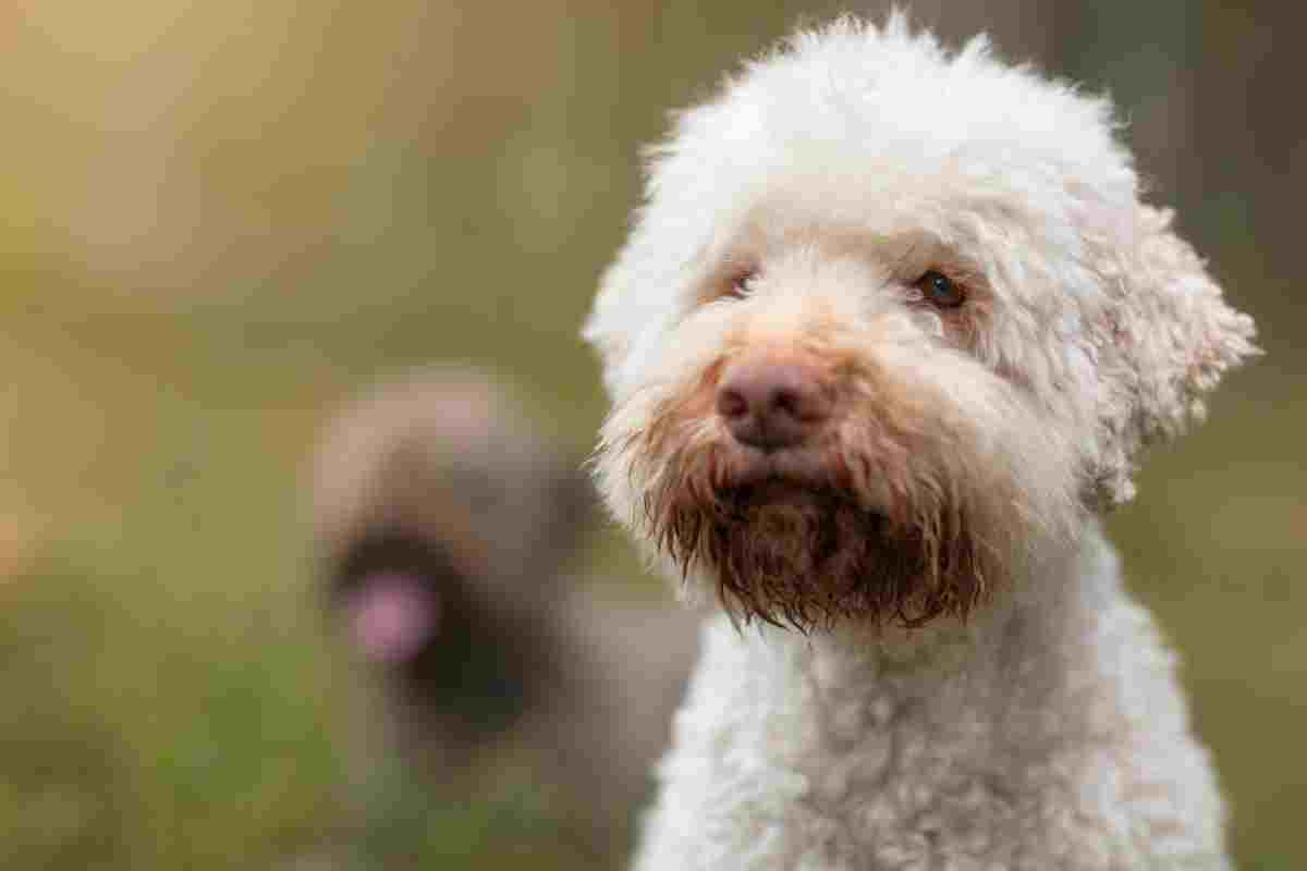 Lagotto Romagnolo