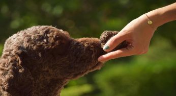 Lagotto romagnolo, cosa sapere sul cane da tartufi per eccellenza