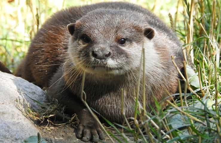 Lontra ricompare Lazio