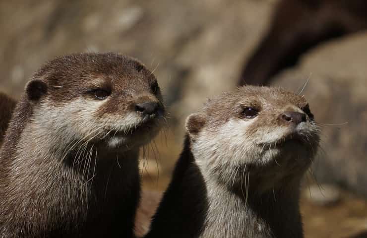 Lontra torna nel Lazio