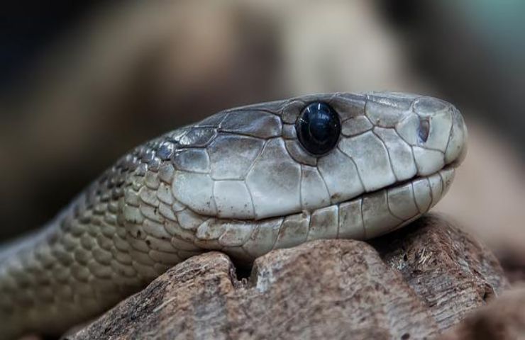 serpente due teste foto