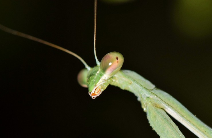 Mantide aliena: bisogna segnalarla