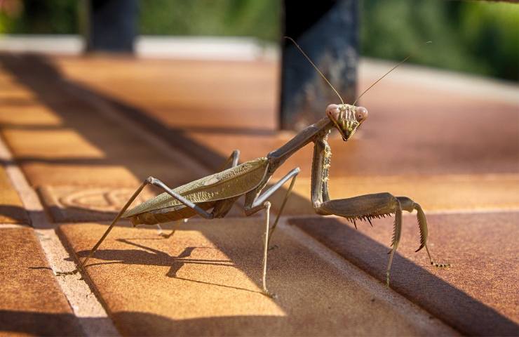 Mantide aliena: bisogna segnalarla