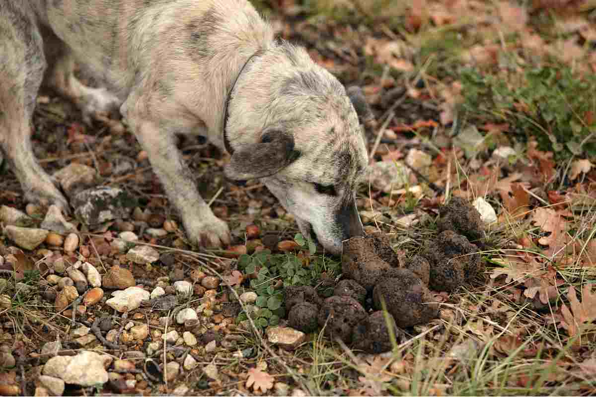 Migliori razze cani tartufo