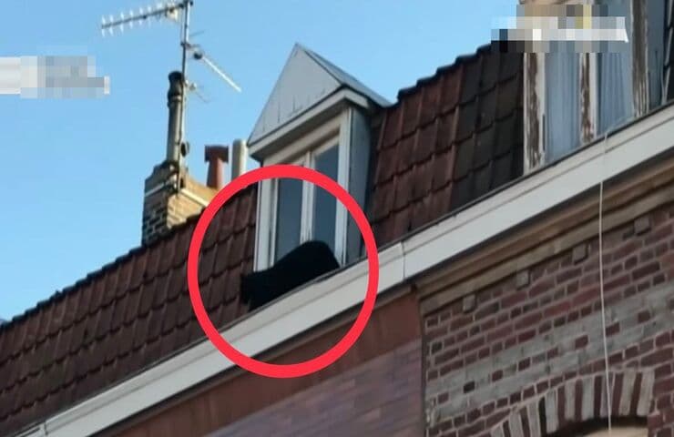 Pantera si aggira sui tetti
