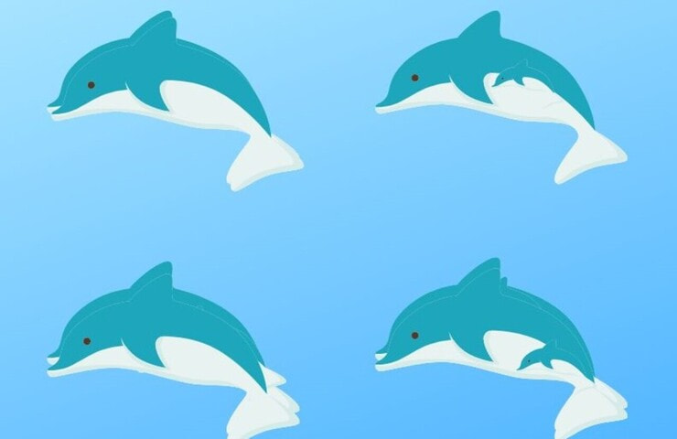 Test quanti delfini vedi