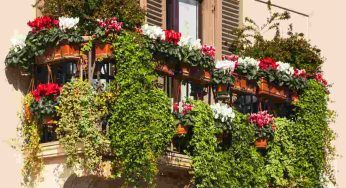 Piante che resistono al freddo, le puoi tenere in balcone e in giardino tutto l’inverno