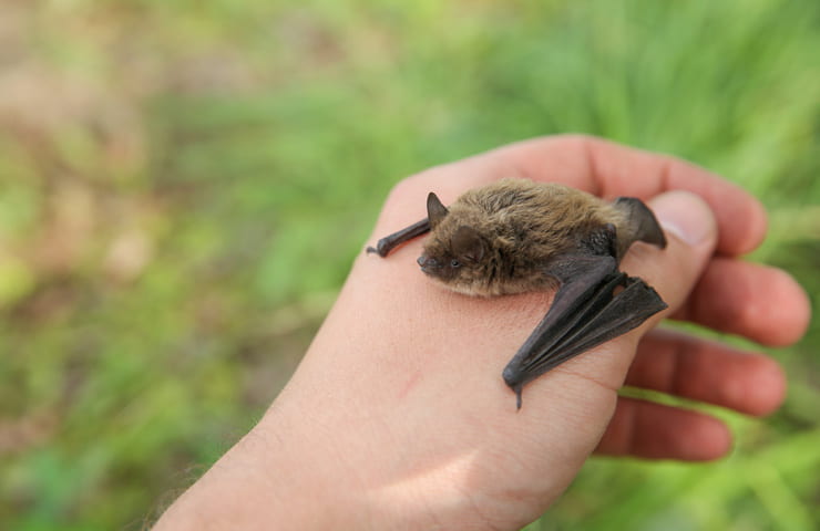 Pipistrello intrappolato abitazione