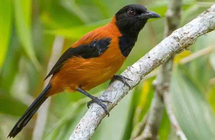 pitohui unico uccello velenoso