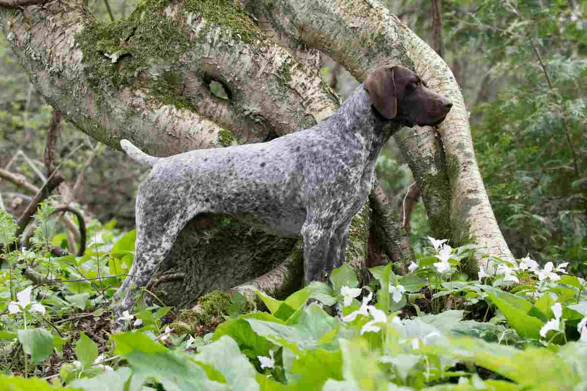 bracco pointer