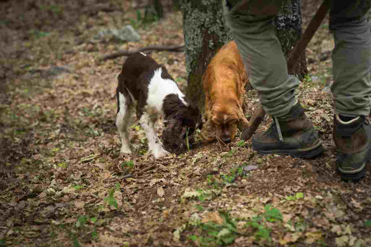 migliori cani tartufo