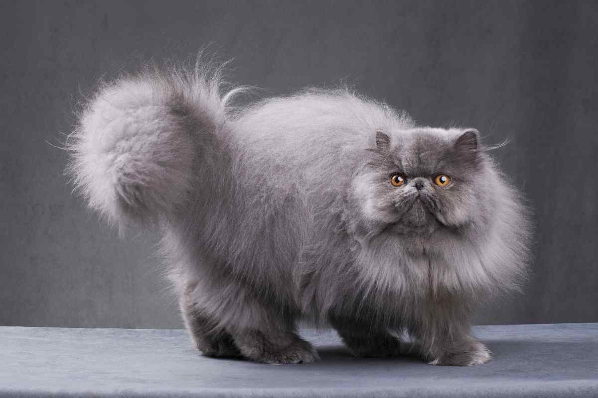 Quanto costa acquistare un gatto persiano?