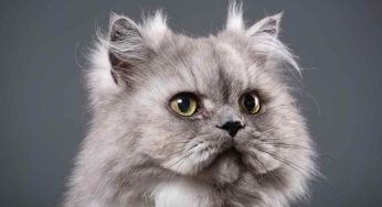 Quanto costa un cucciolo di gatto persiano: fallo solo se è necessario