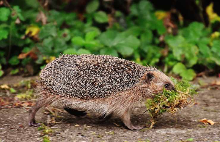 cosa fare se si ha un riccio in giardino