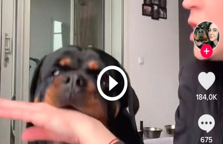 Rottweiler vittima di uno scherzo