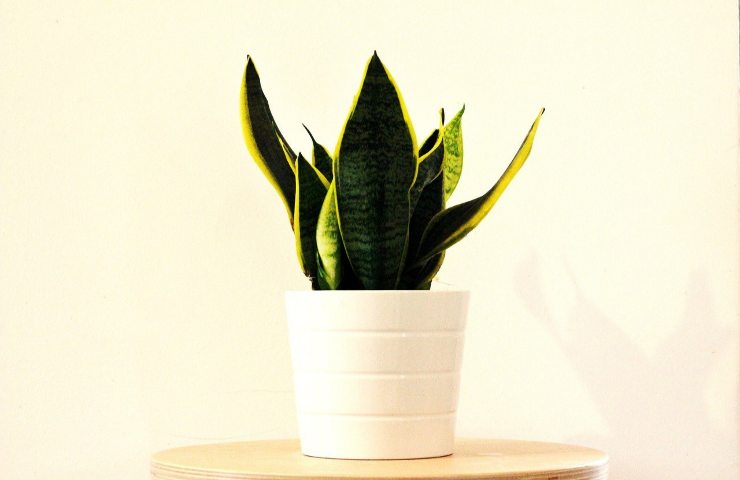 Sansevieria eliminare muffa