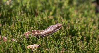 Attenzione ai serpenti in casa: possono entrare anche da qui