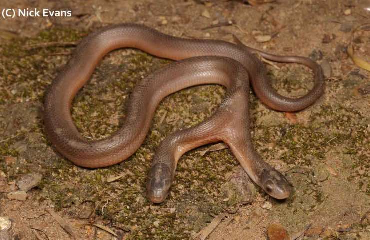 Serpente a due teste scoperta