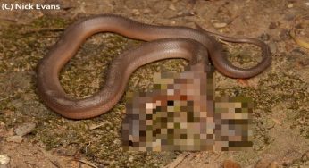 Trova serpente in giardino ma quel che nota lo sconvolge | Foto