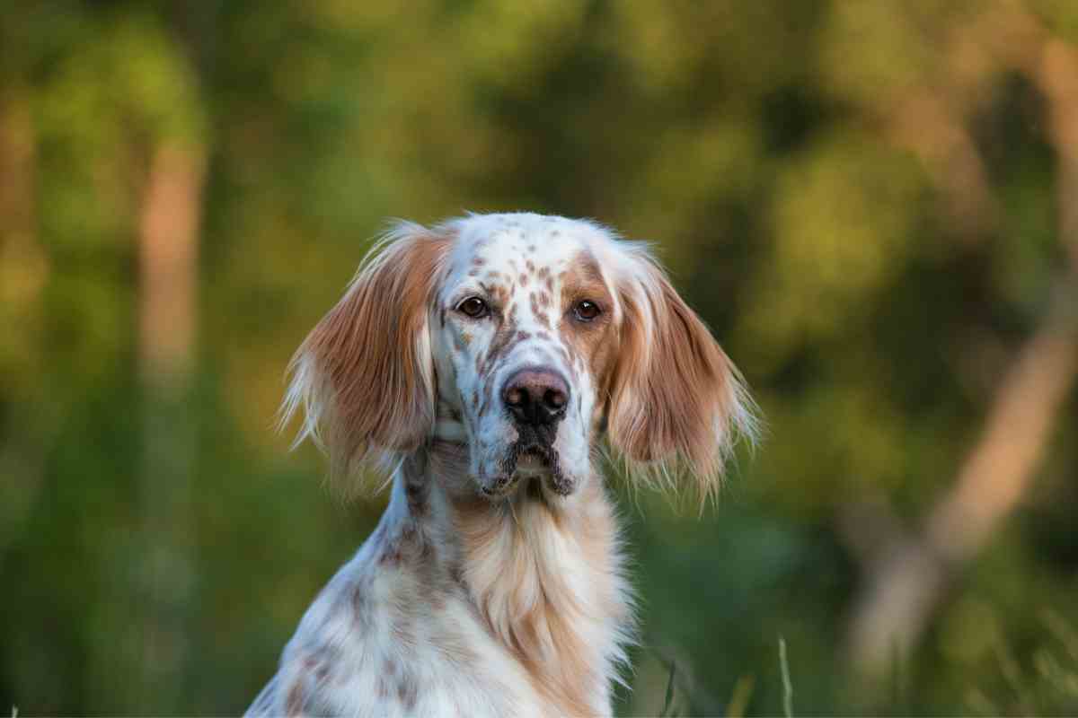 Setter Inglese