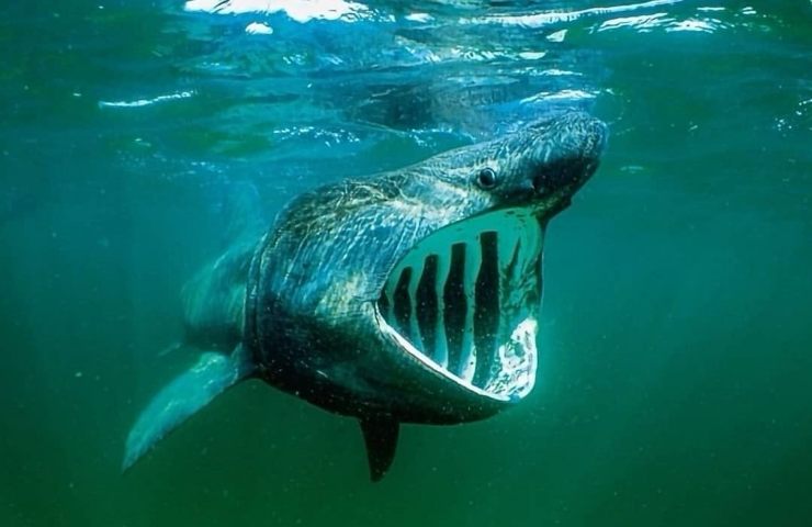 motivo per cui gli squali elefanti nuotano in tondo