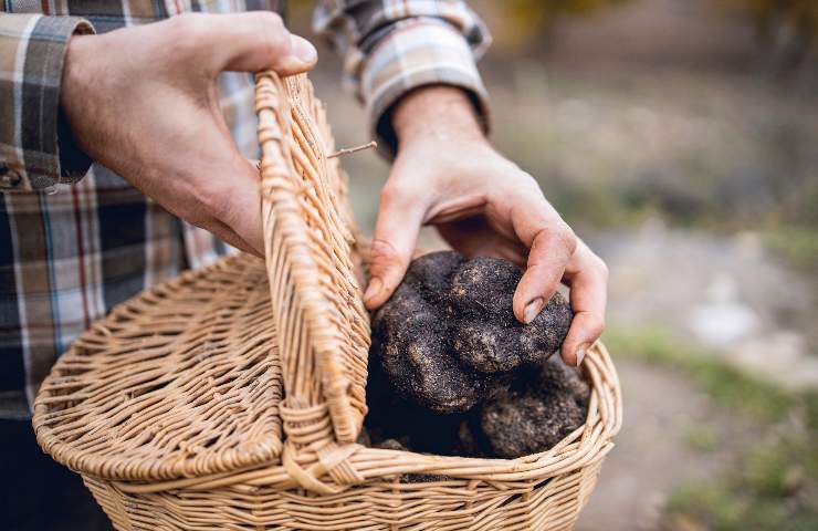 necessario per la ricerca dei tartufi