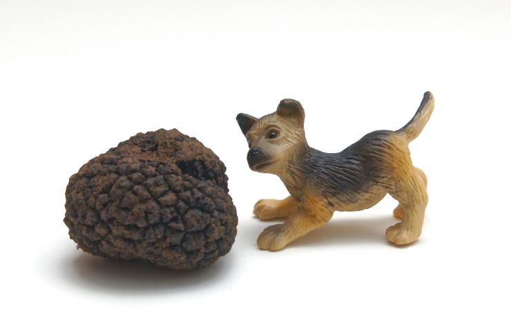 cani migliori per la ricerca del tartufo