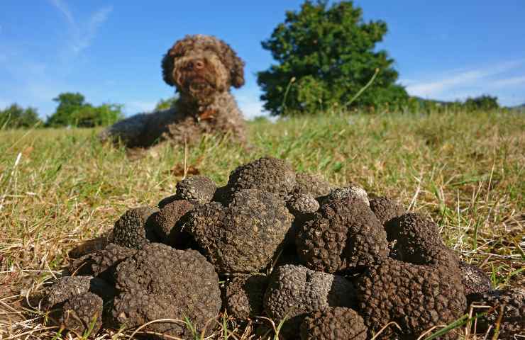 comandi cani ricerca tartufo