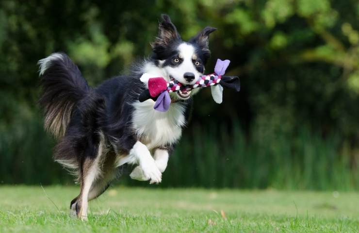 Un Border Collie nell'atto di giocare