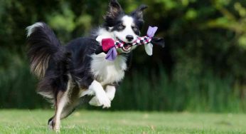 C’è una cosa da sapere se il vostro cane gioca tanto