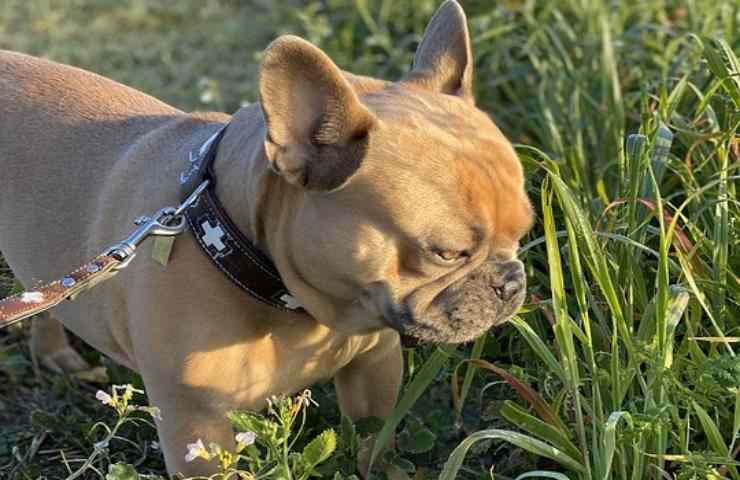 Un Bulldog Francese in mezzo all'erba