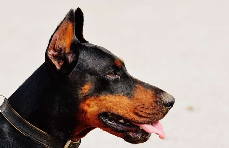 Un Dobermann visto di profilo