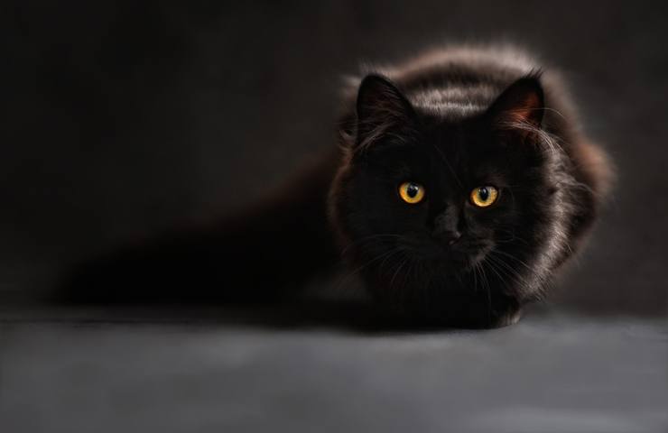 Un bellissimo gatto dal pelo nero