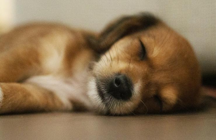 Un cagnolino addormentato