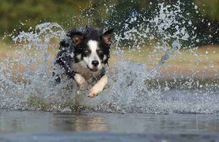 Un cane Border Collie nell'acqua