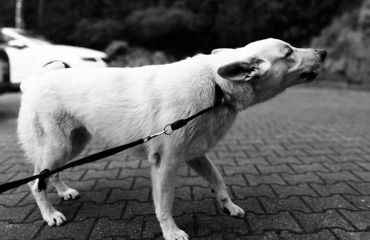 Un cane al guinzaglio mentre sta abbaiando