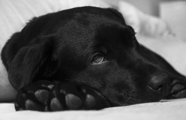 Un cane ammalato