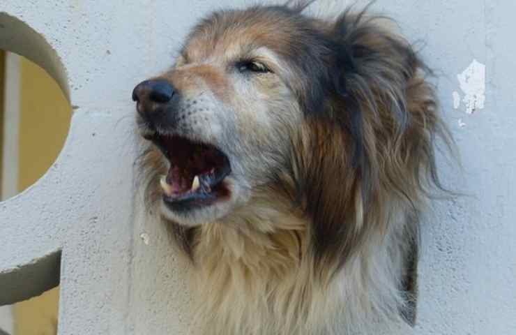 Un cane anziano abbaia da un balcone